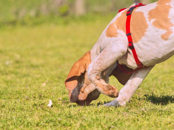 cane da caccia