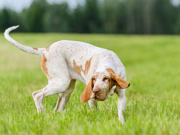 Bracco Italiano cane da caccia in corsa sul campo