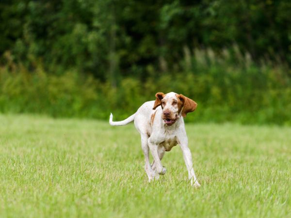 BRACCO ITALIANO