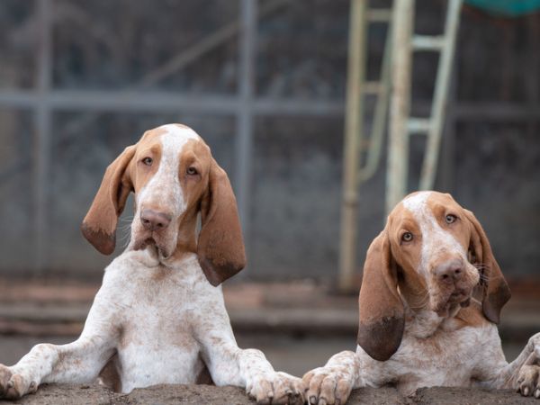 Due cuccioli puntatore italiano