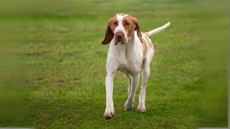 Il Bracco Italiano: Poesia in Movimento tra i Campi