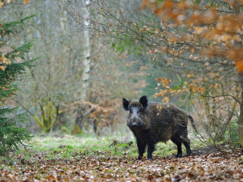 caccia al cinghiale nella zona di Konya