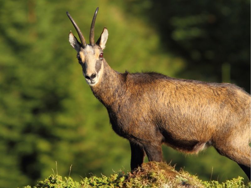 Caccia-al-camoscio-balcanico-in-Romania