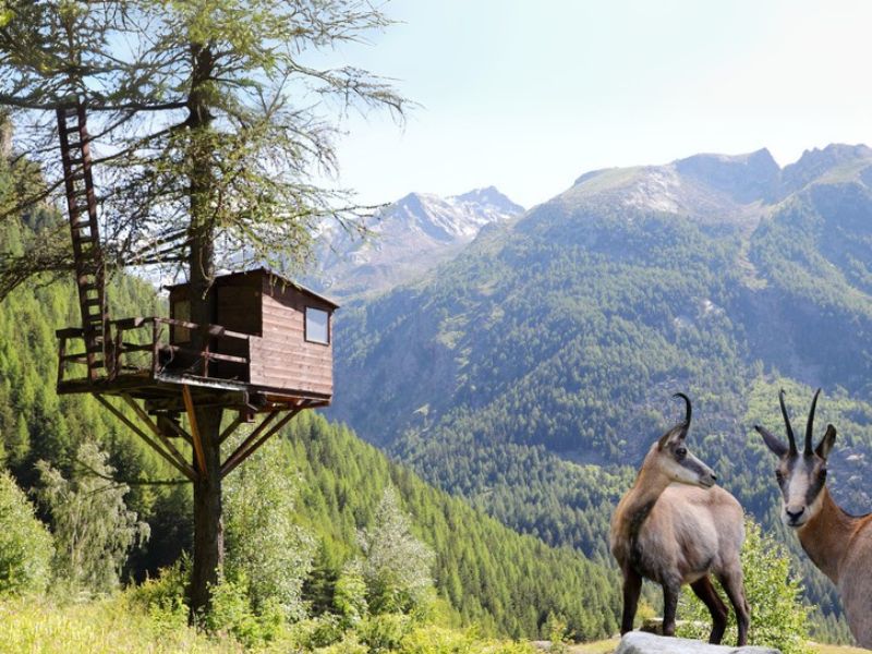 Caccia al camoscio nei Carpazi