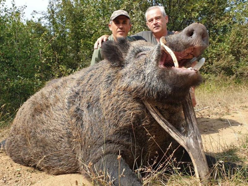 Caccia al cinghiale