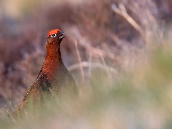 caccia alla Red Grouse
