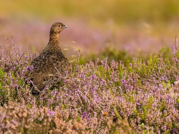 caccia alla grouse