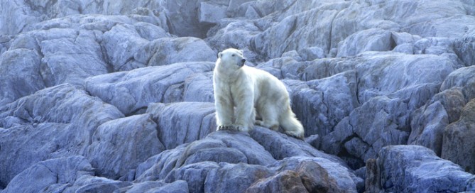 Caccia-all-orso-polare