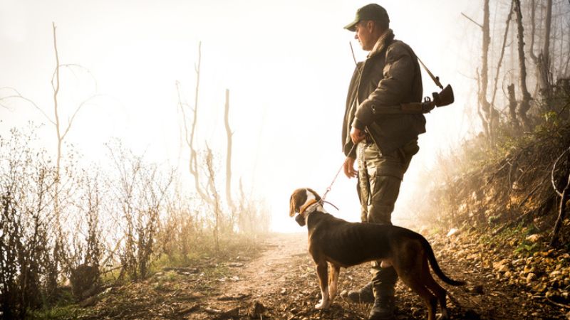 i cani da caccia i compagni amati da ogni cacciatore