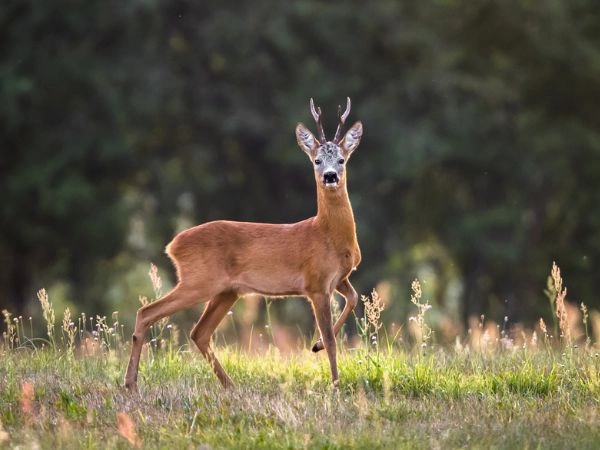 Capriolo 