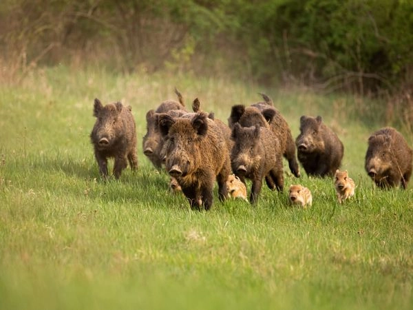 cacciare il cinghiale