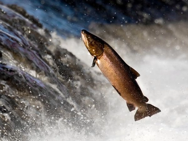 pesca al salmone atlantico in Islanda