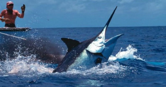 blue-marlin-pescare-a-cuba