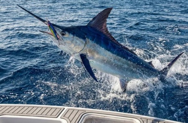 pescare-i-marlin-a-cuba