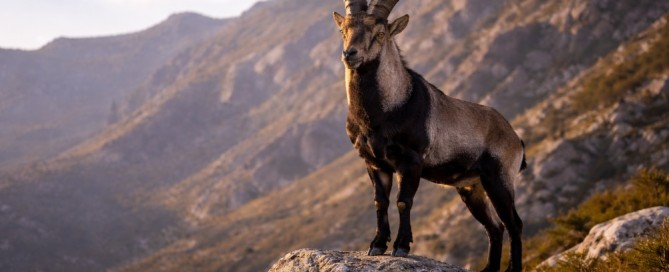 A-caccia-del-Macho-Montes-in-Spagna