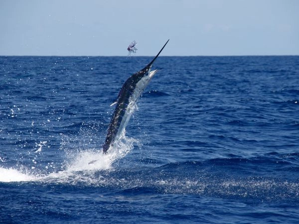 billfish