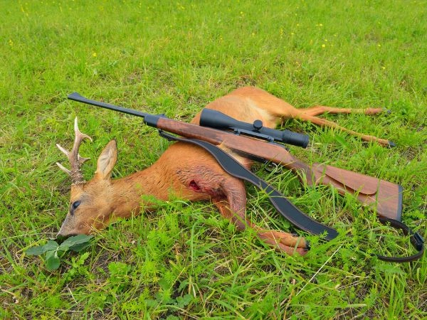 capriolo ucciso