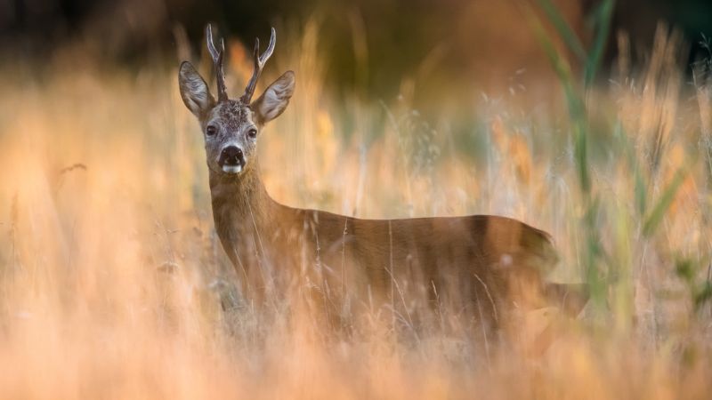 Caccia al capriolo