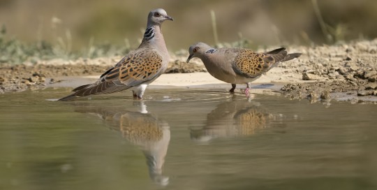 Migratoria estiva in Macedonia
