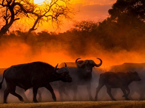 Tra tutti gli animali africani, il Cape Buffalo è quello che più di ogni altro mette alla prova il cacciatore.