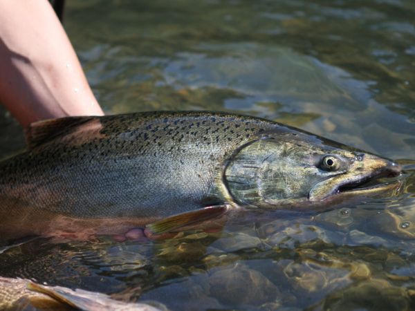 Viaggio di pesca al salmone in ambienti naturali incontaminati con fiumi nordici, tecniche a mosca e lodge esclusivi per pescatori sportivi esperti Viaggio di pesca al salmone in ambienti naturali incontaminati con fiumi nordici, tecniche a mosca e lodge esclusivi per pescatori sportivi esperti