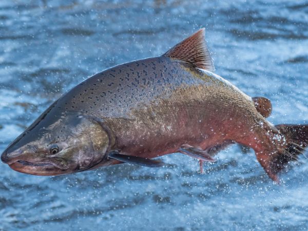 King salmon in pesca sportiva in Alaska con combattimento intenso in grandi fiumi selvaggi del Nord America King salmon in pesca sportiva in Alaska con combattimento intenso in grandi fiumi selvaggi del Nord America