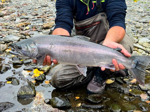 Silver salmon in pesca sportiva in acque selvagge del Pacifico con azione rapida e combattimenti dinamici nei fiumi dell’Alaska Silver salmon in pesca sportiva in acque selvagge del Pacifico con azione rapida e combattimenti dinamici nei fiumi dell’Alaska