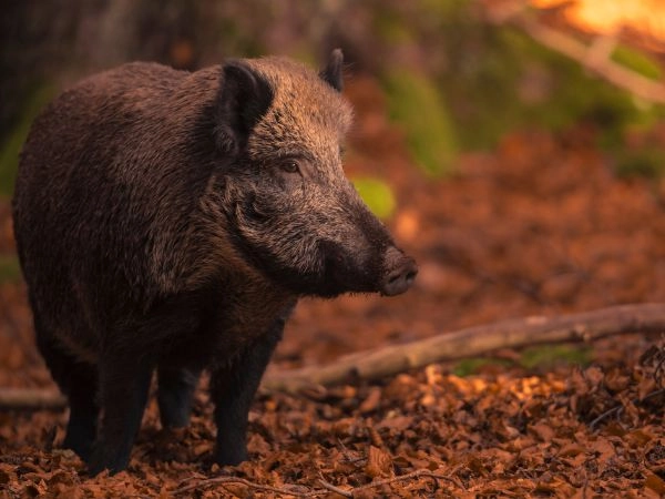 Il cinghiale rappresenta uno dei casi più evidenti di squilibrio faunistico in Europa.