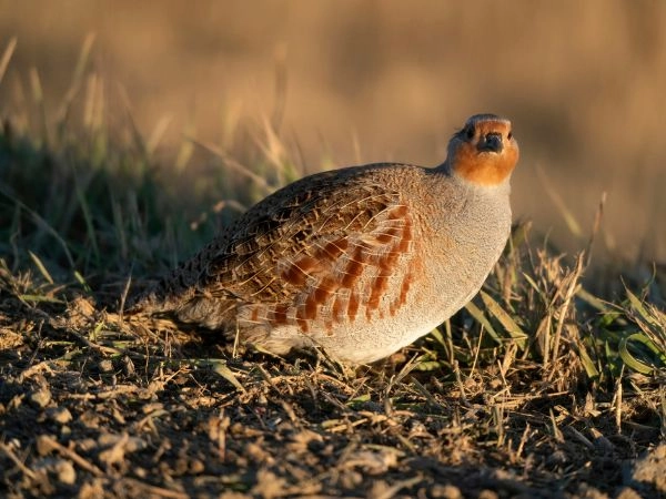 La gestione della fauna selvatica è un sistema strutturato che integra scienza, istituzioni e operatori sul territorio.