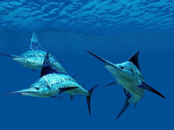 Marlin blu