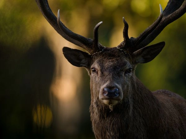 Se la popolazione animale non viene gestita, l'equilibrio naturale può diventare fragile. 