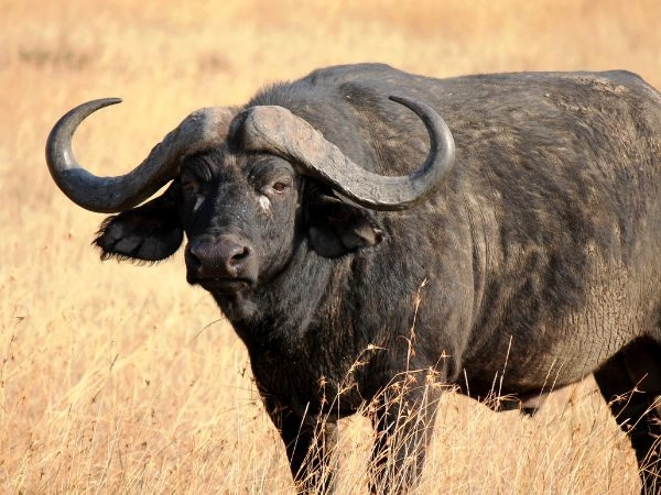 Caccia al bufalo del Capo in Zimbabwe Caccia al bufalo del Capo in Zimbabwe