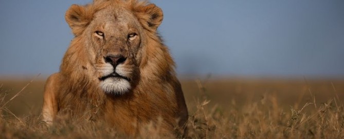 Caccia al leone