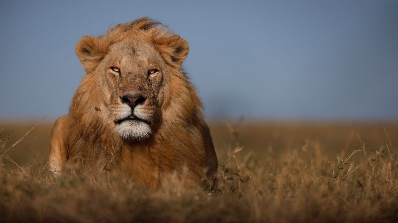 Caccia al leone