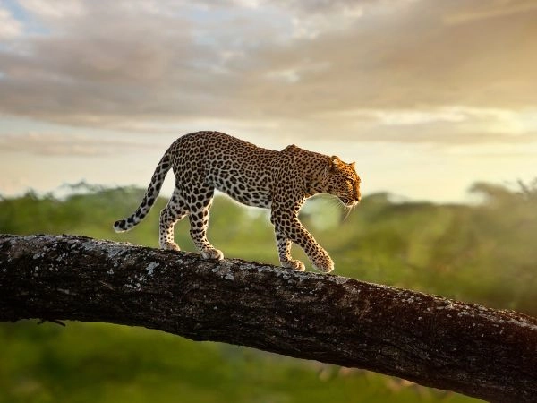 Come organizzare la caccia al leopardo