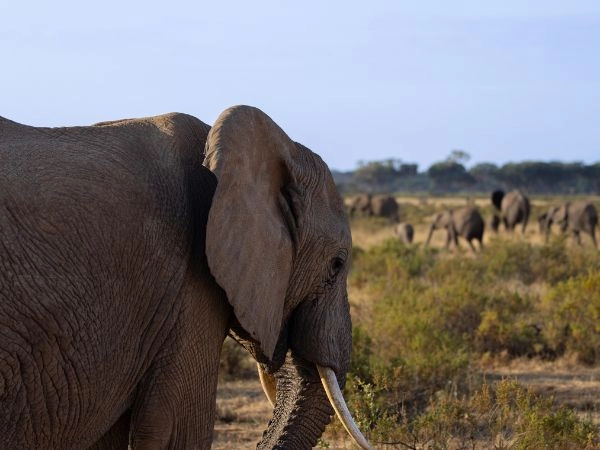 Come organizzare una caccia all’elefante africano