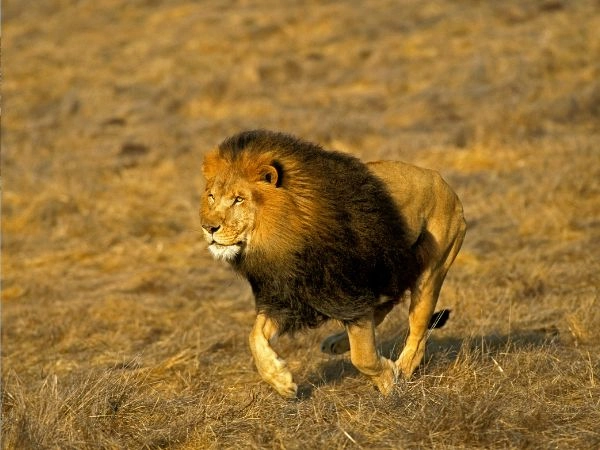 Come si svolge la caccia al leone