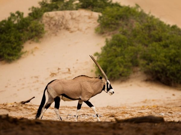 Gemsbok a piedi attraverso il paesaggio desertico della namibia Gemsbok a piedi attraverso il paesaggio desertico della namibia