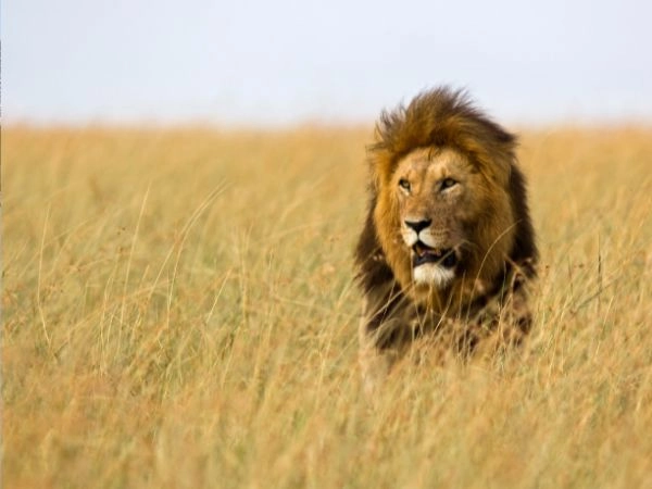 La caccia al leone africano è legale in un numero ristretto di paesi