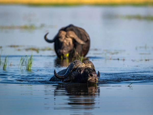 Nella Save Valley Conservancy organizziamo la caccia al bufalo del Capo