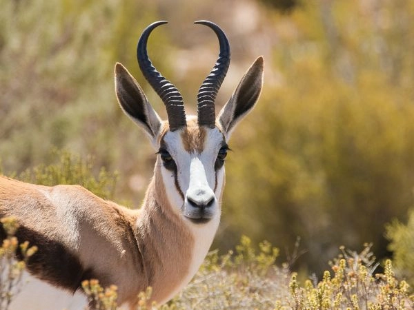 Springbok, antilope agile delle pianure del Botswana Springbok, antilope agile delle pianure del Botswana