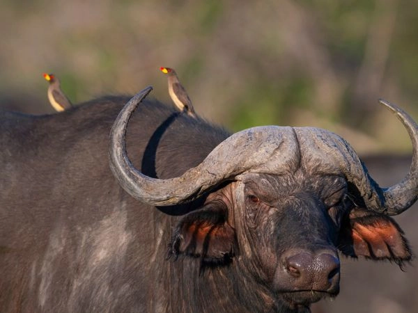 guida alla caccia al bufalo del Capo guida alla caccia al bufalo del Capo