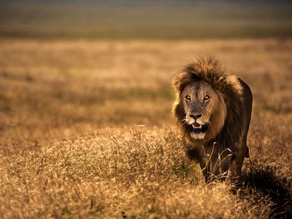 la caccia al leone richiede per legge un minimo di ventuno giorni in Tanzania la caccia al leone richiede per legge un minimo di ventuno giorni in Tanzania