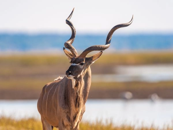 namibia e il paese degli kudu e delle grandi antilopi del deserto