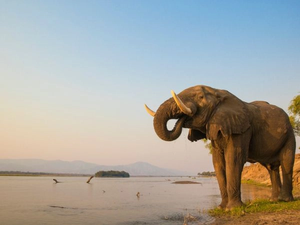 organizzare la caccia all’elefante in Zimbabwe organizzare anche la caccia all'elefante in Zimbabwe