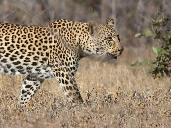 organizzare una caccia al leopardo organizzare una caccia al leopardo